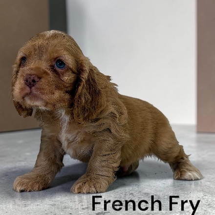 puppy, for, sale, Cocker Spaniel, Joe & Cherri  Overlease, dog, breeder, Miller, MO, dog-breeder, puppy-for-sale, forsale, nearby, find, puppyfind, locator, puppylocator, aca